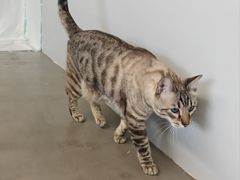 -Cappucimeow猫咪咖啡馆(韦伯时代店)