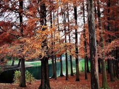 -上海共青森林公园