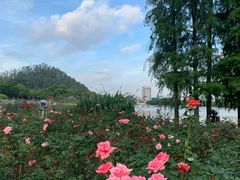 -顺峰山公园