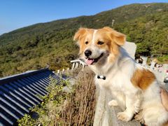 -梧桐山风景名胜区