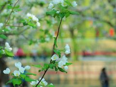 -海棠花溪(元大都城垣遗址公园)