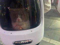 -猫大福·Fortune Cat猫舍(百子湾店)