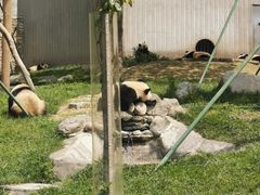 -卧龙中华大熊猫苑神树坪基地