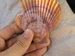 -大连双兴商品城