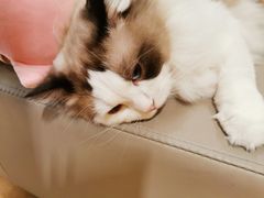 -猫腻·猫咖·撸猫馆(星光大道店)
