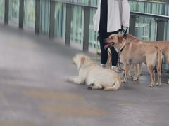 -1013 PET SHOP 宠物商店(近铁城市广场店)