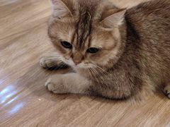 -滚猫咖啡·猫咖·猫友好撸猫(未来城店)