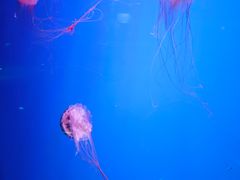 -芜湖新华联大白鲸海洋公园