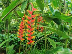 -中国科学院西双版纳热带植物园