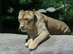 -北京野生动物园