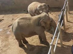 -西霞口神雕山野生动物世界