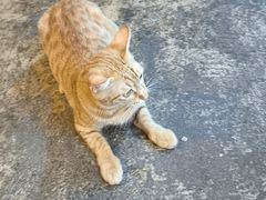 -甲大帅·甲鱼·椰子鸡主题餐厅(唐家店)