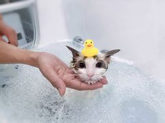 -comecome来吧宠物(奥克斯中心店)