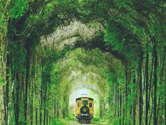 -合肥滨湖国家森林公园