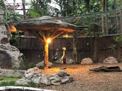 -清迈夜间动物园