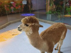 -秦皇岛新澳海底世界