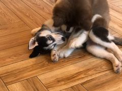-遇见羊驼·奶狗咖·布偶猫咖·法斗柯基柴犬阿拉斯加(春熙路太古里IFS店)