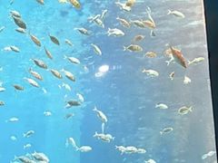 -海合安青岛极地海洋公园