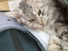-北京观赏动物医院·24小时大型综合·猫专科·异宠专科