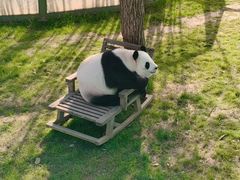 -栾川竹海野生动物园