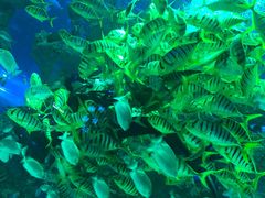 -芜湖新华联大白鲸海洋公园