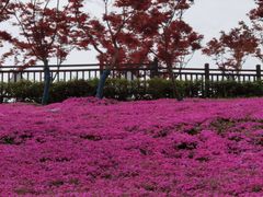 -石塘人家