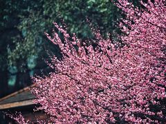 -中国茶叶博物馆(双峰馆区)