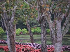 -中国科学院西双版纳热带植物园
