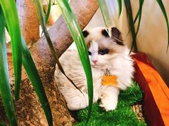 -藏猫猫咖啡主题馆(中央大道店)