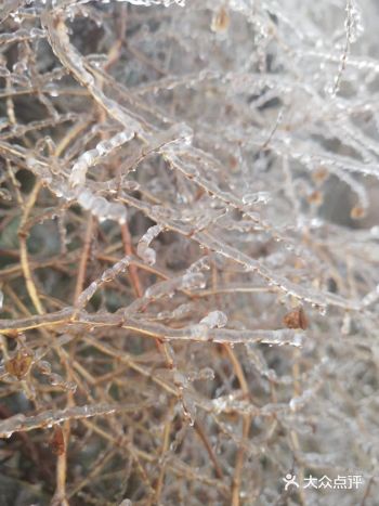 在北方少见，但是在南方的冬天，随时随地都可以看到