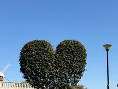 -东莞植物园