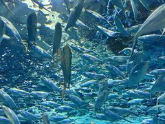 -上海海洋水族馆