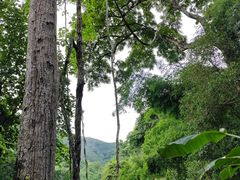 -西双版纳原始森林公园