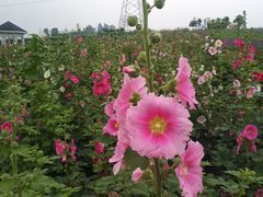 -紫颐香薰山谷景区