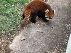 -合肥野生动物园