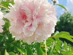 -长春公园(普阳街道)