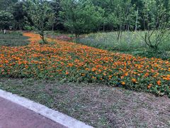 -桤木河湿地公园