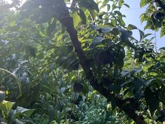 -北京鹫峰国家森林公园