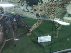 -郑州自然博物馆(惠济区)