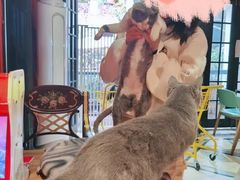 -猫色咖啡·猫咖