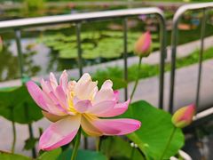 -莲花池公园