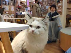 -滚猫咖啡·猫咖·猫友好撸猫(未来城店)