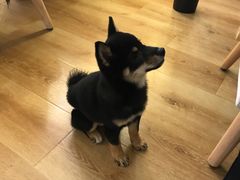 -柴犬小屋·柴餐厅·狗咖食堂(金鼎广场店)