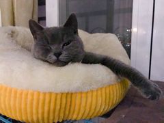 -瑞派动物医院·猫专科·至诚(江南中分院)