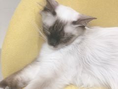 -藏猫猫咖啡主题馆(中央大道店)