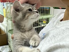 -唐小姐の猫狗洗护·购宠旗舰店(周浦万达店)