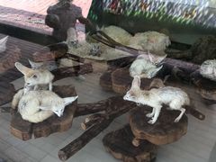 -大连森林动物园