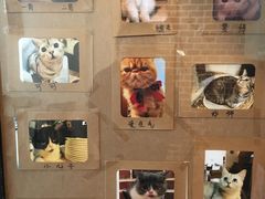 -猫友咖啡店(玉林西路店)