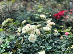 -人民公园(罗湖区)