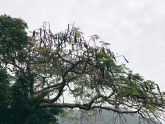 -大澳渔村及棚屋